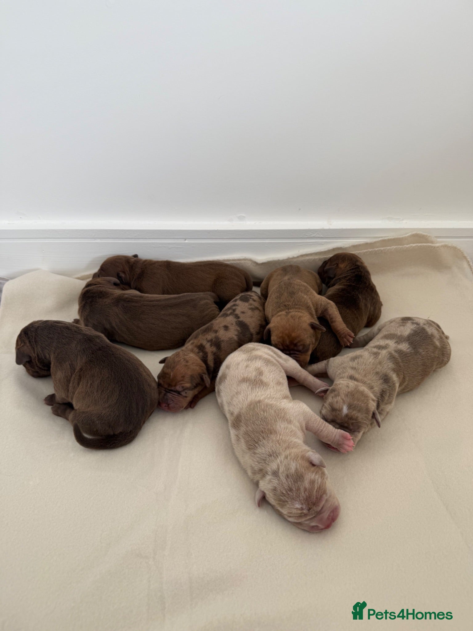 Mixed Breed dogs Cane corso X staffy X American bulldog  - Advert 1