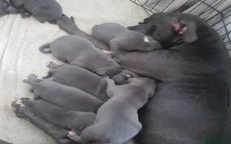 Staffordshire Bull Terrier dogs for sale: Beautiful blue Staffordshire bull terrier puppies  - Image 12
