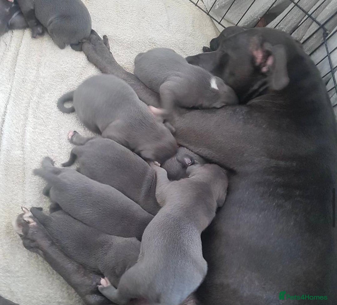Staffordshire Bull Terrier dogs for sale: Beautiful blue Staffordshire bull terrier puppies  - Image 12