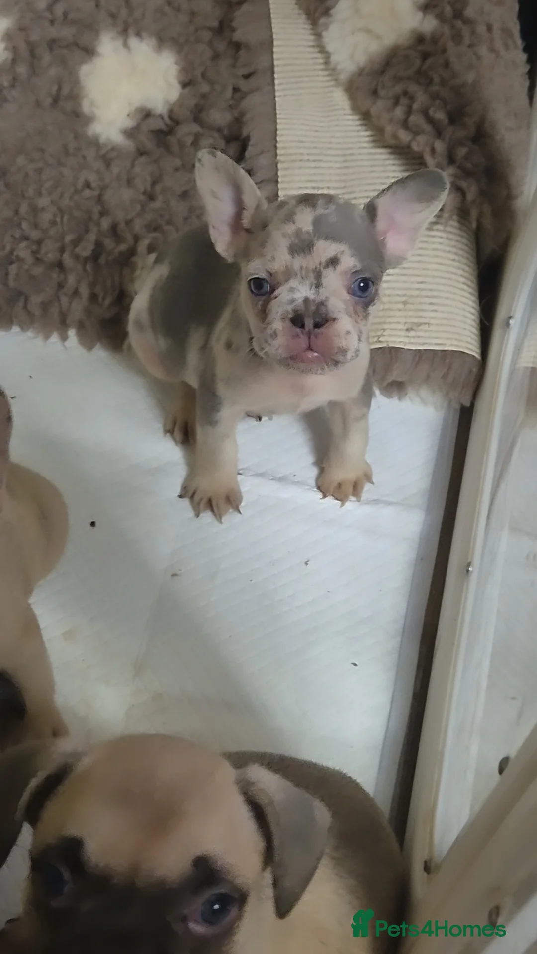 French Bulldog dogs for sale: Stunning litter of frenchies  - Advert 6