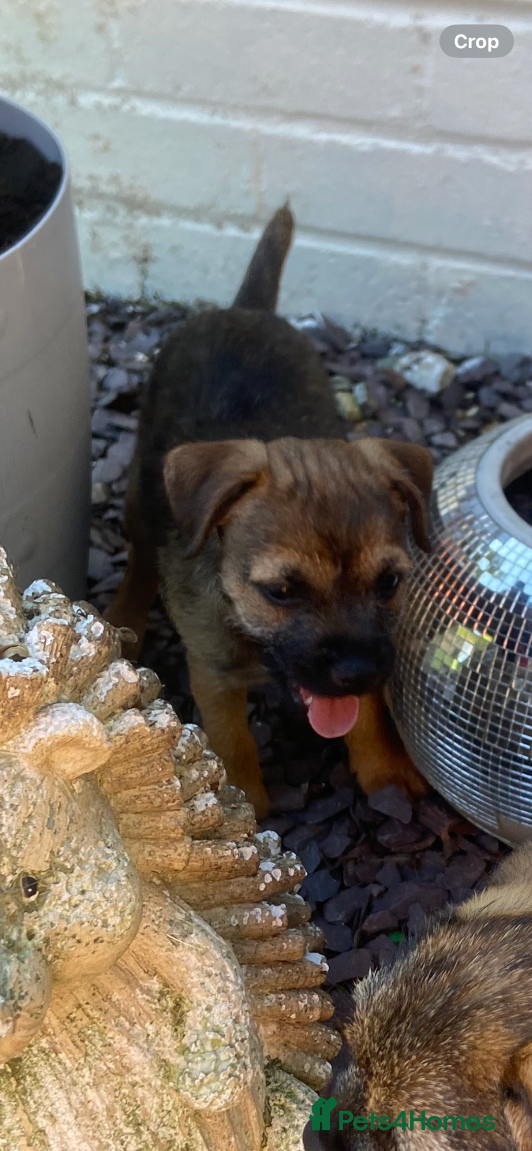 Border Terrier dogs for sale: Border terrier puppies  - Image 8