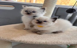 Ragdoll cats for sale: 💗Beautiful ragdoll kittens 💙 - Image 21