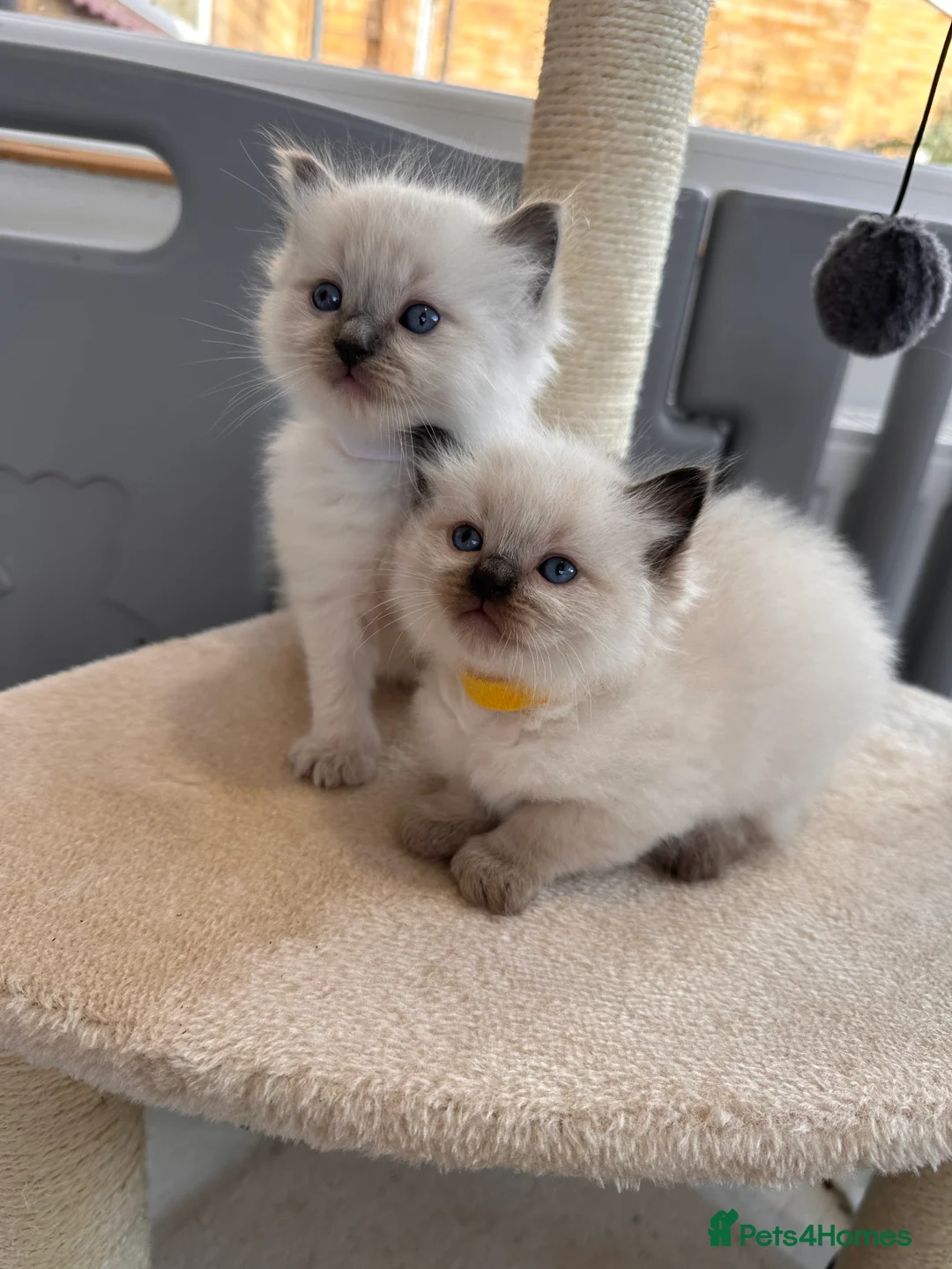 Ragdoll cats for sale: Now reserved  - Advert 12