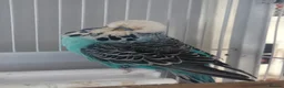 Budgerigars birds for sale: Two male budgies for sale with cage - Advert 3