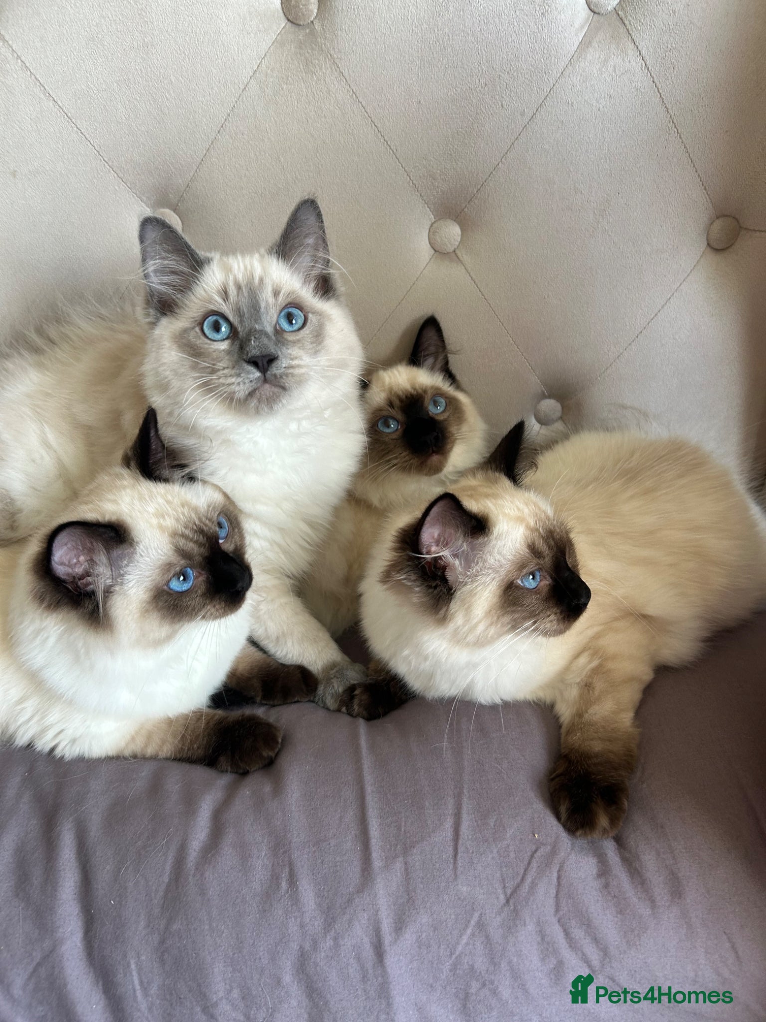 Ragdoll cats 4 pure Ragdoll kittens✨FREE ESSENTIAL STARTER PACK - Advert 7