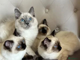 Ragdoll cats 4 pure Ragdoll kittens✨FREE ESSENTIAL STARTER PACK - Advert 7