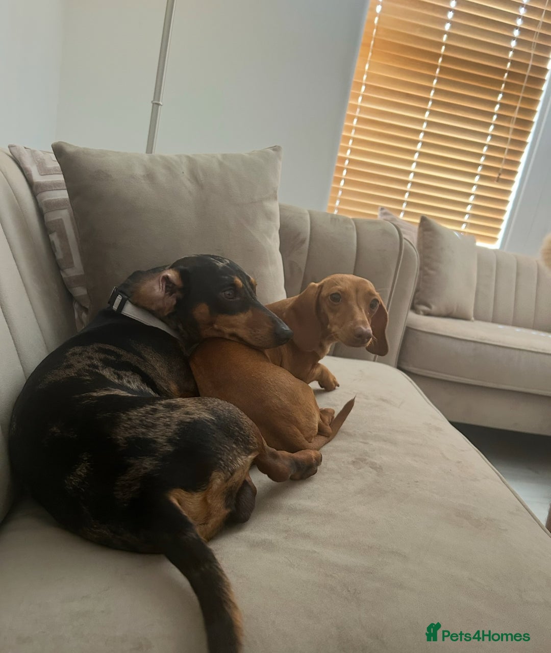 Dachshund dogs for sale: Beautiful Dachshund puppies - Advert 7