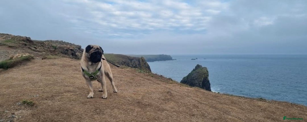 Pug dogs for stud: Handsome KC fawn Pug for stud - Image 3