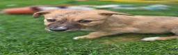 Lurcher dogs for sale: Lurcher  - Advert 12