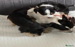 Mixed Breed dogs for sale: Two Jack Russell mixed breed puppies  - Image 5