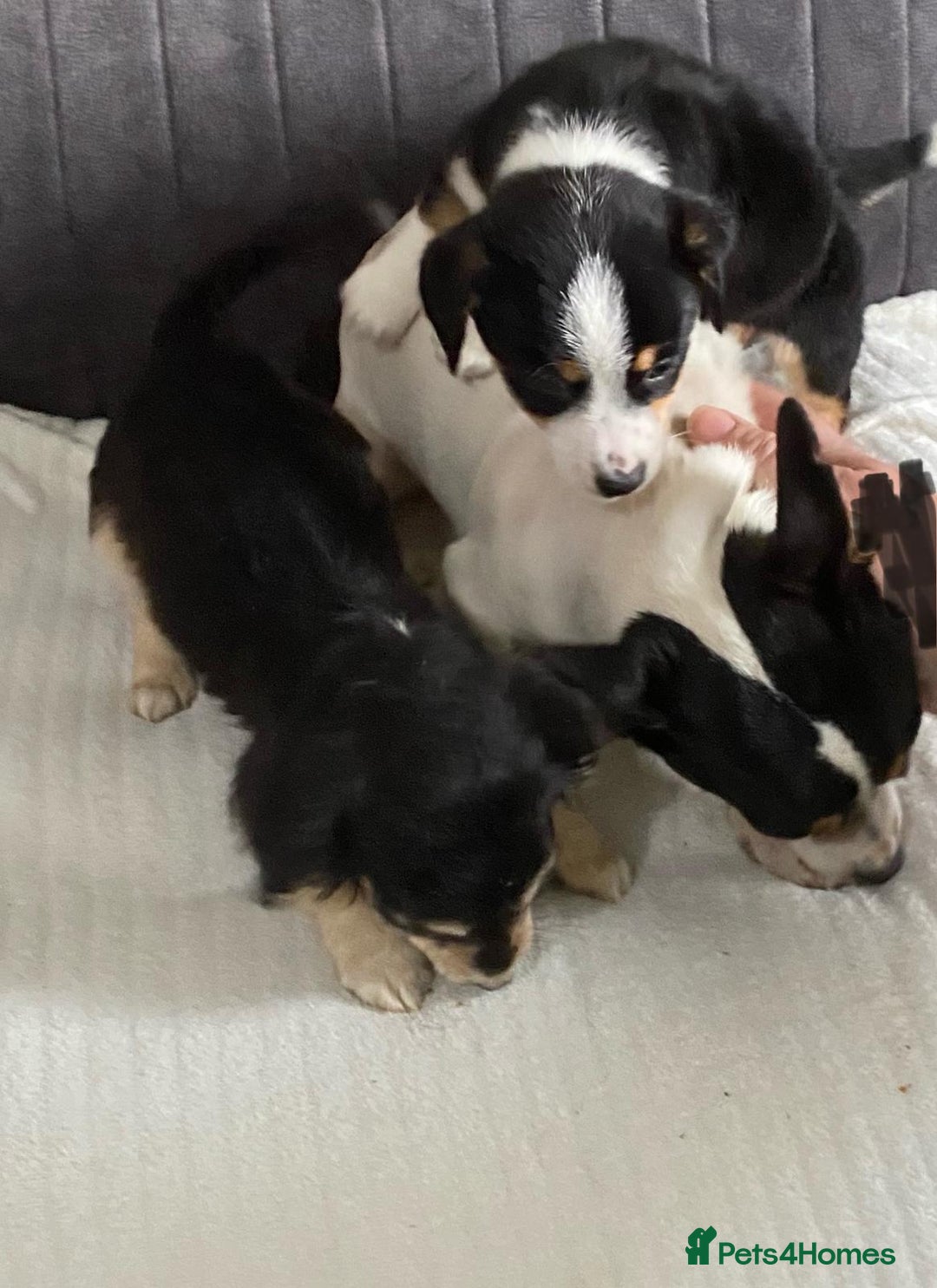 Mixed Breed dogs for sale: Two Jack Russell mixed breed puppies  - Image 5