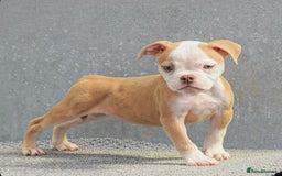 Old Tyme Bulldog dogs for sale: 5⭐️RATED, LICENSED. 23 YEARS EXPERIENCE  - Image 8