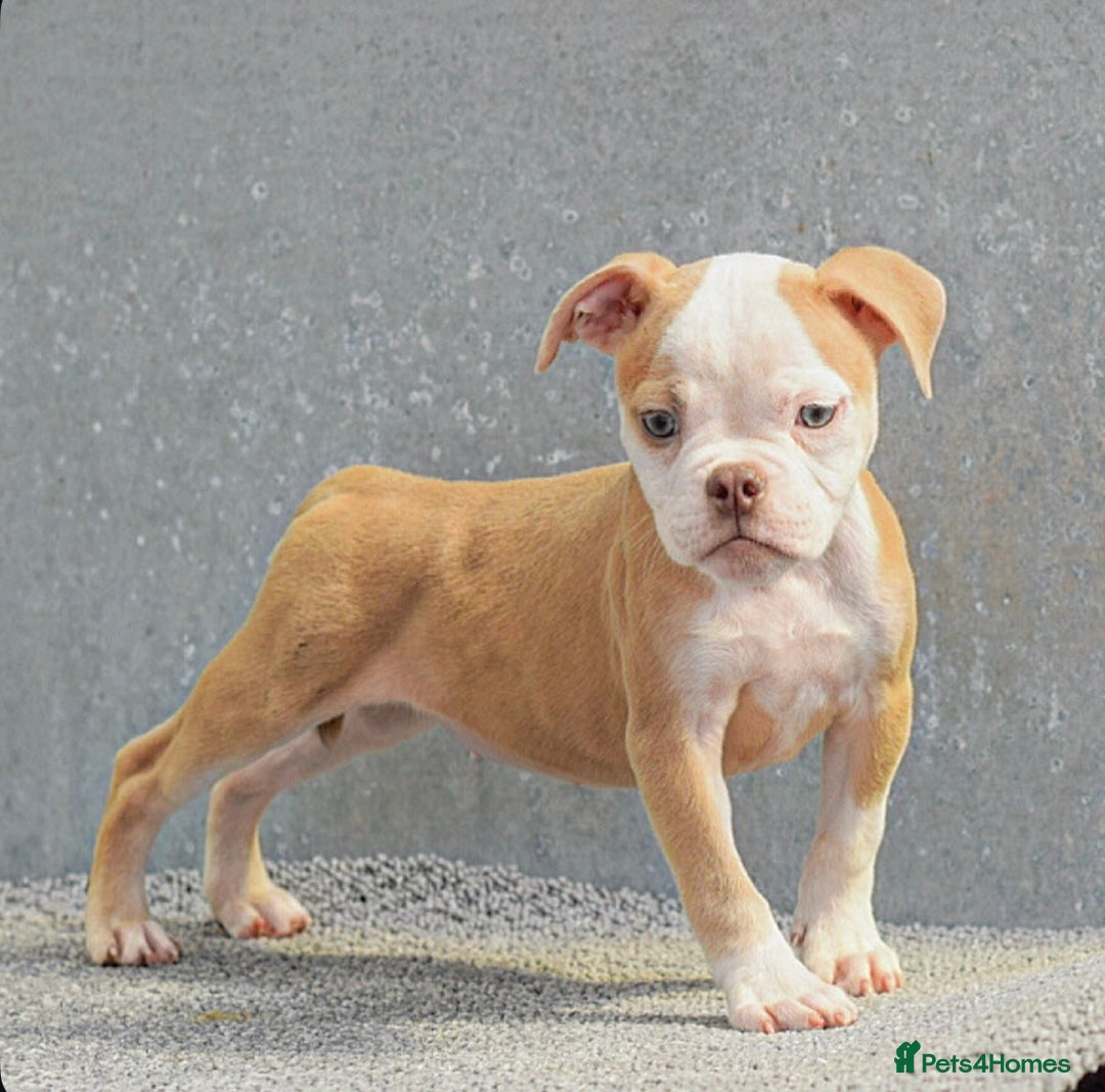 Old Tyme Bulldog dogs for sale: 5⭐️RATED, LICENSED. 23 YEARS EXPERIENCE  - Image 8