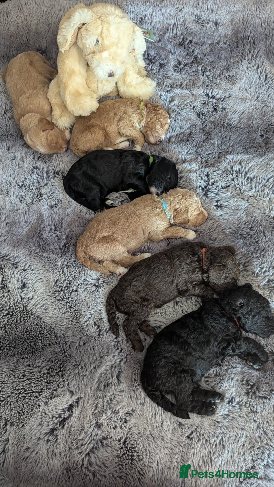 Australian Labradoodle dogs for sale: Australian Labradoodle - Image 23