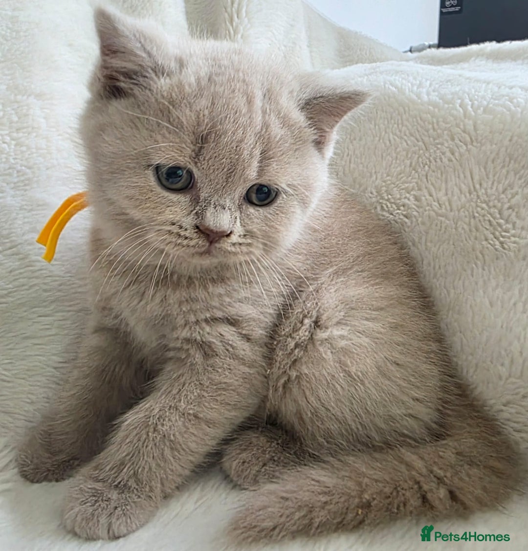 British Shorthair cats for sale: GCCF British Shorthair Kittens Champion Bloodline  - Image 7