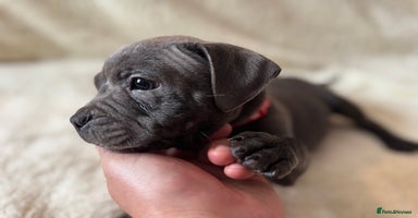Staffordshire Bull Terrier dogs - Advert 10