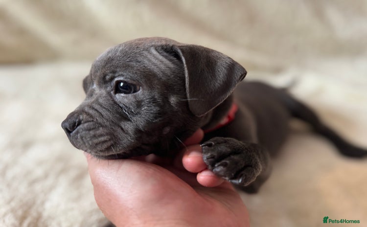 Staffordshire Bull Terrier dogs - Advert 12
