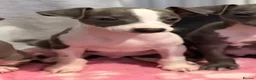 Italian Greyhound dogs for sale: Italian Greyhound Puppies - Advert 19