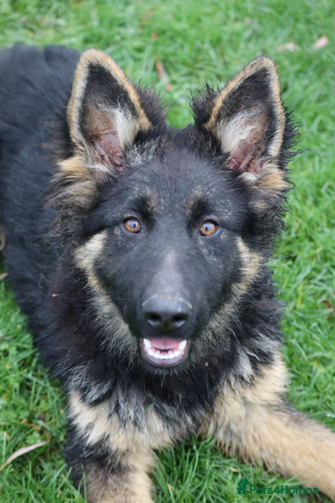German Shepherd dogs for sale: Lovely gsd female top pick - Advert 7