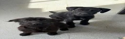 Patterdale Terrier dogs for sale: Patterdale Terriers - Advert 1