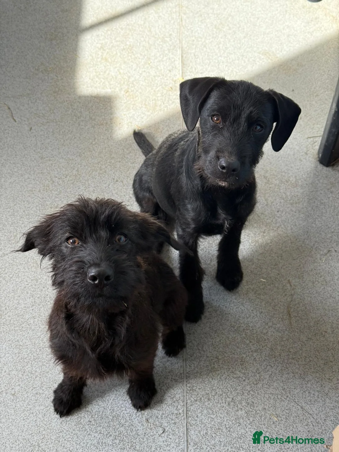 Patterdale Terrier dogs for sale: Patterdale Terriers - Advert 1