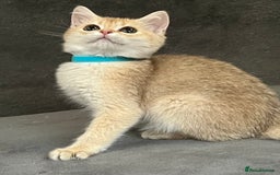 British Shorthair cats for sale: Stunning British shorthair NY 12 kittens - Image 16