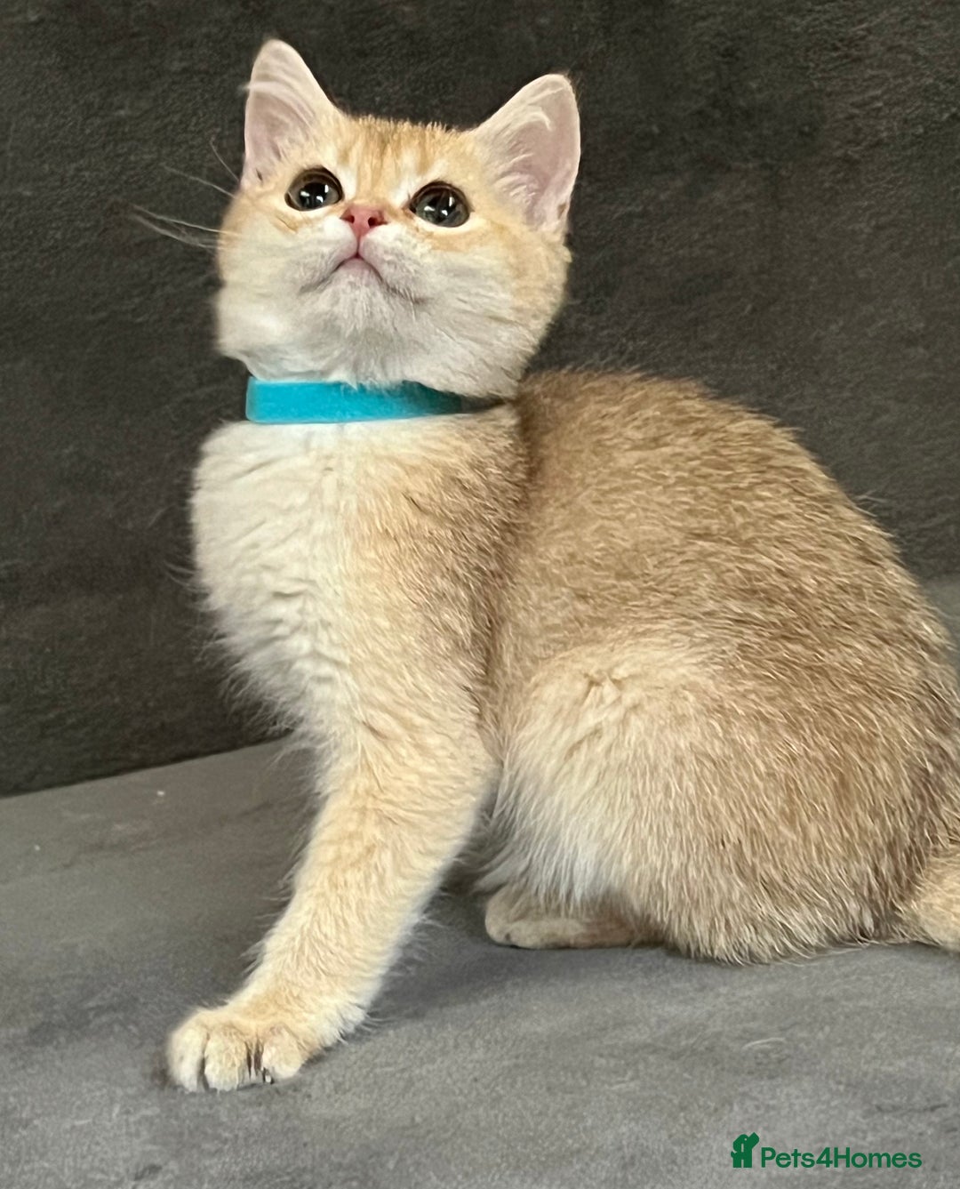 British Shorthair cats for sale: Stunning British shorthair NY 12 kittens - Image 16
