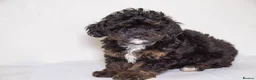 Havapoo dogs for sale: 3 Havapoo. 5 star breeder. - Advert 15