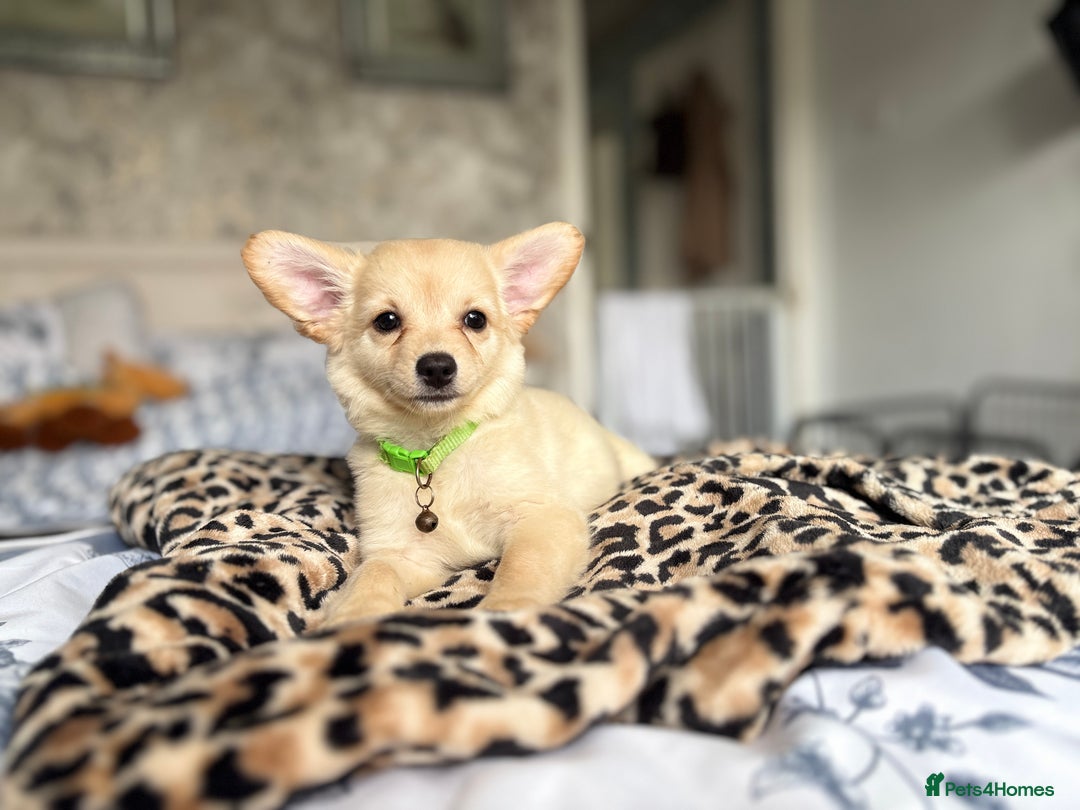 Chihuahua dogs for sale: Chihuahua x Italian volpino (5 puppies left ) 🏆 - Image 27