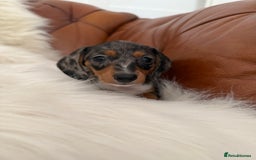 Miniature Dachshund dogs for sale: Stunning Silver & Chocolate Dapple Miniatures - Image 26