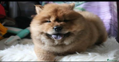 Chow Chow dogs - Advert 1