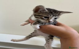 Mixed Breed cats for sale: Adorable kittens  - Image 7