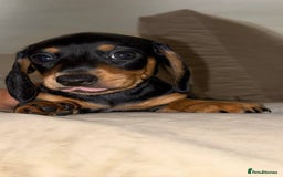 Dachshund dogs for sale: Mini daushands  - Image 5