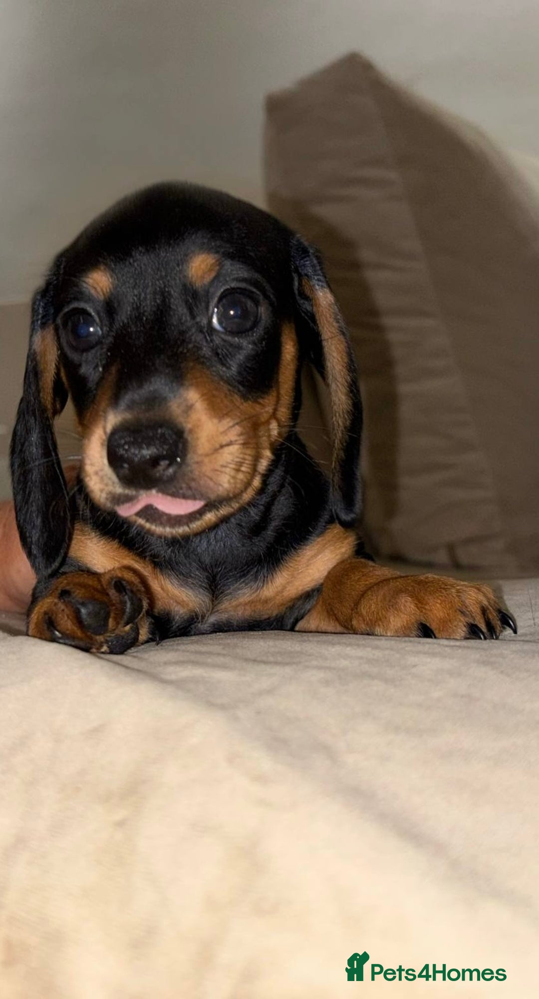 Dachshund dogs for sale: Mini daushands  - Image 5