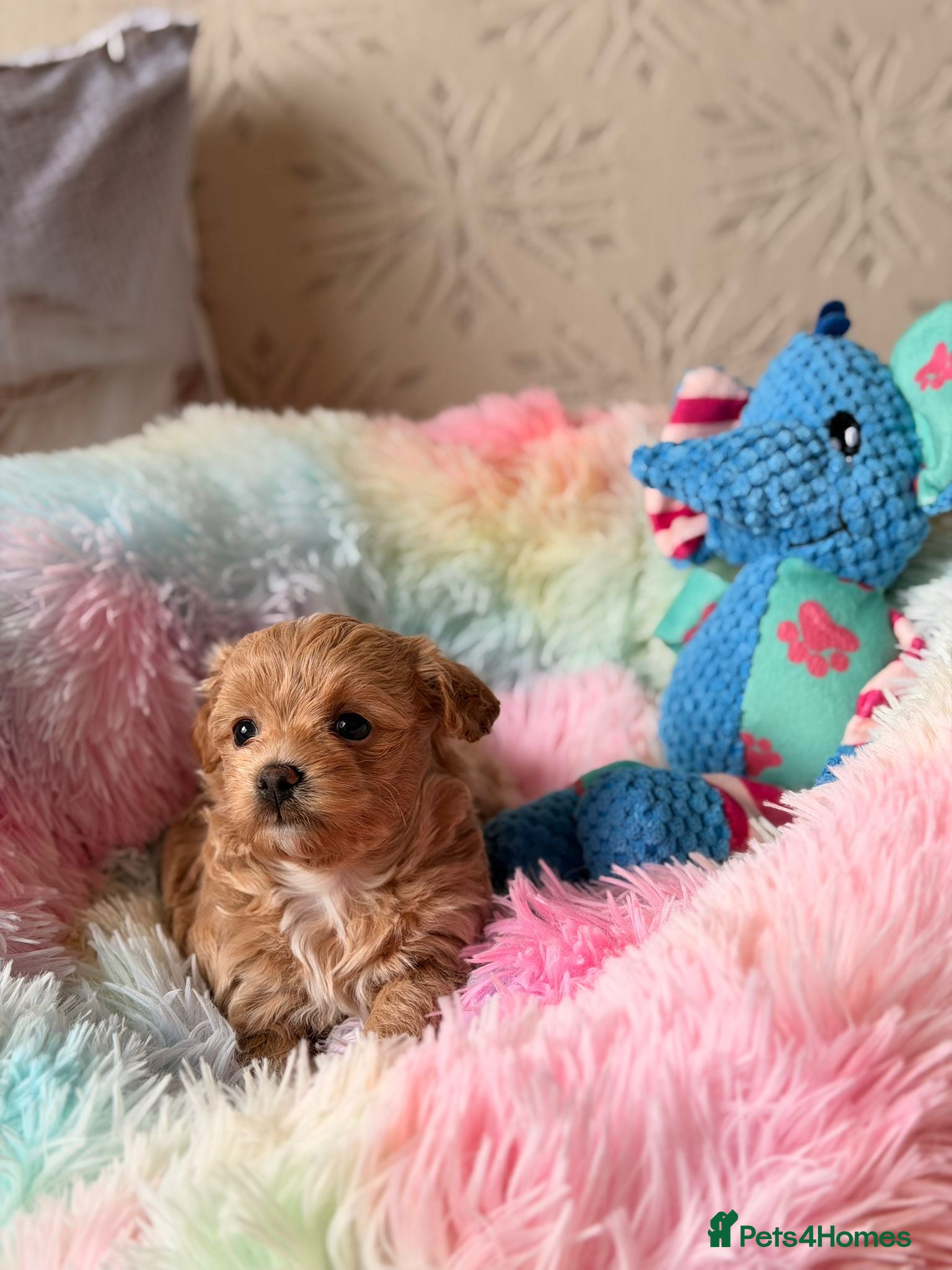 Maltipoo dogs for sale: Beautiful maltipoo puppies ready for loving homes! in London - Advert 8