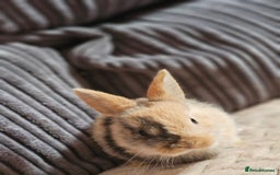 Harlequin rabbits for sale: 7 beautiful Harlequin bunnies looking for a new 🏡 - Image 28