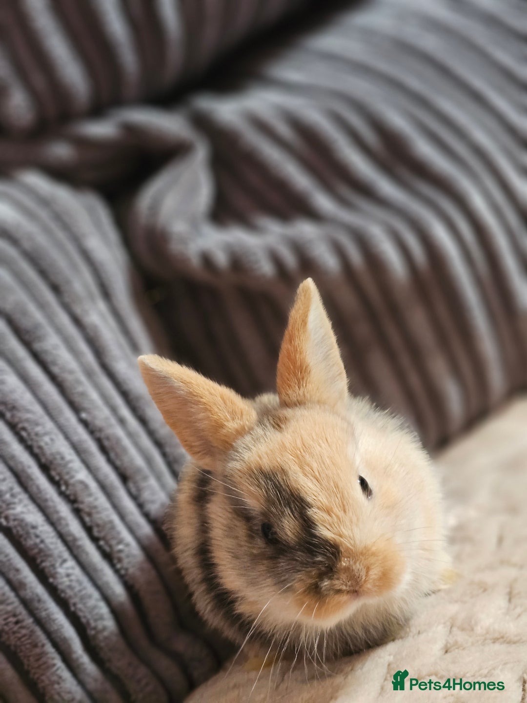 Harlequin rabbits for sale: 7 beautiful Harlequin bunnies looking for a new 🏡 - Image 28