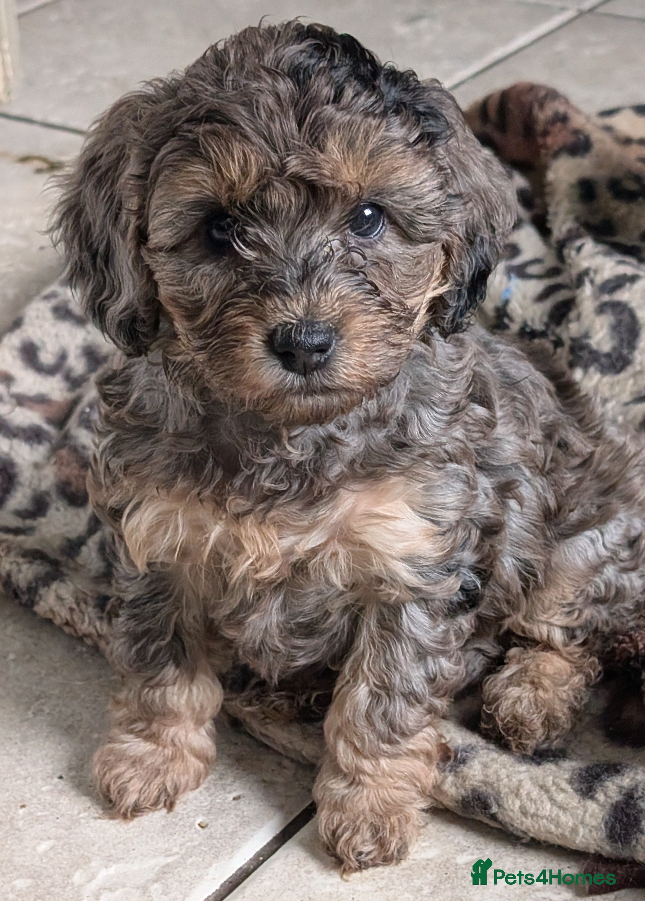 Cockapoo dogs Cockapoos F2 Merles/Phantoms - Parents DNA clear - Advert 3