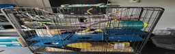Rat rodents for sale: Pair of female rats in Whitehaven - Advert 4