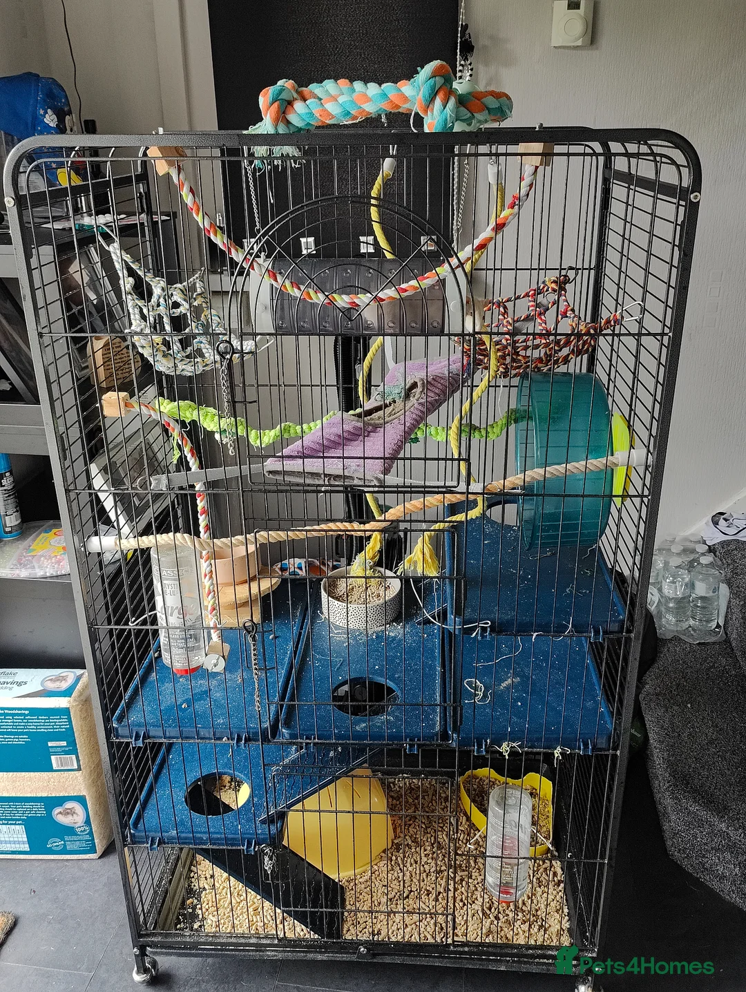 Rat rodents for sale: Pair of female rats in Whitehaven - Advert 4