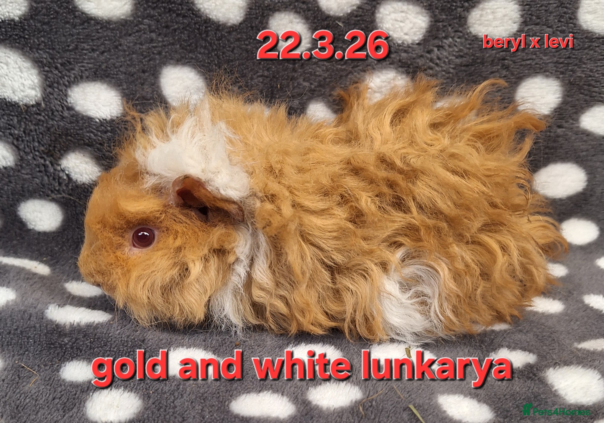 Guinea Pig rodents Baby female guinea pigs - Advert 23