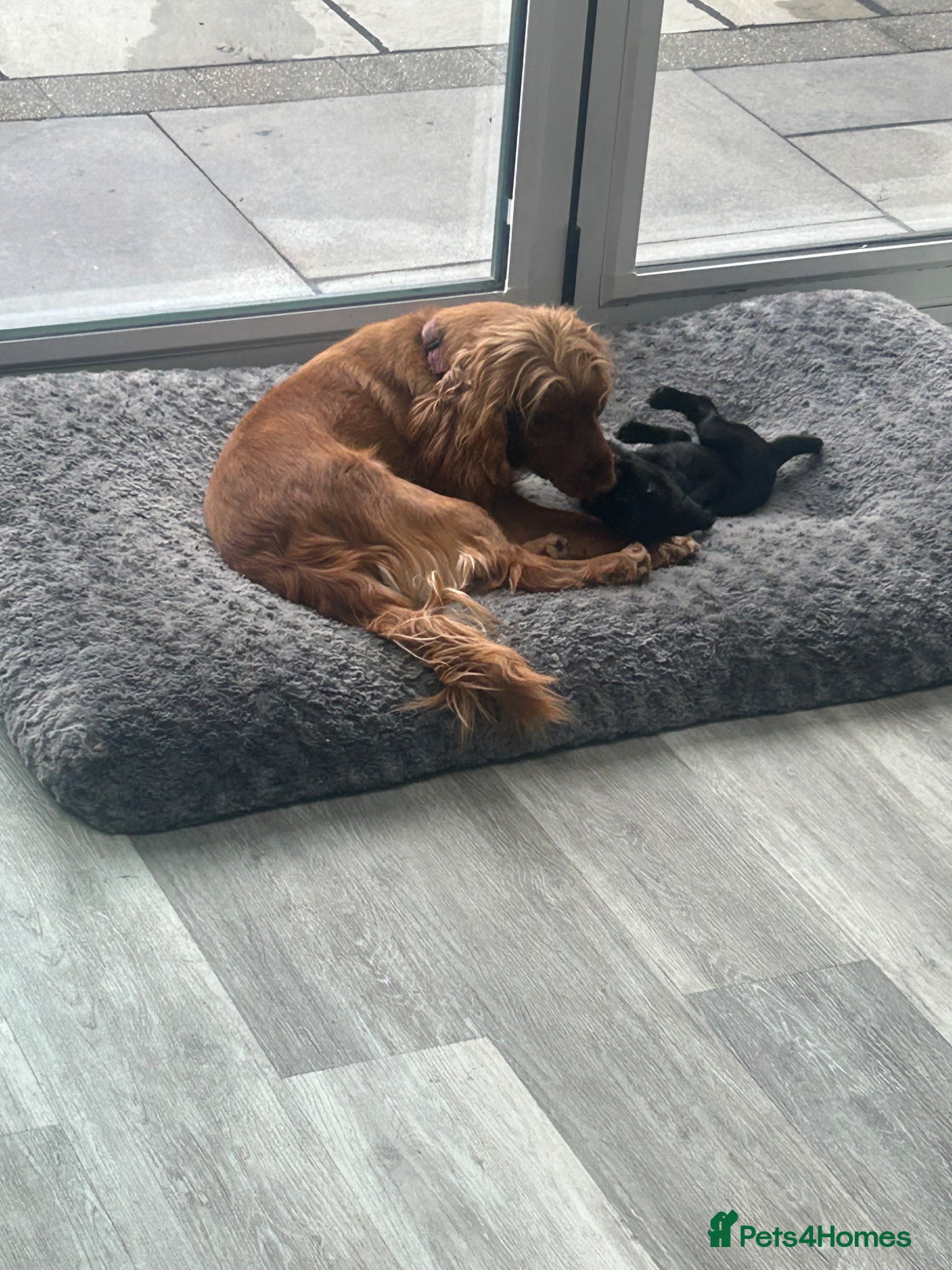Cocker Spaniel dogs for sale: Beautiful Female Cocker Spaniel 7 week old  Puppy - Advert 2