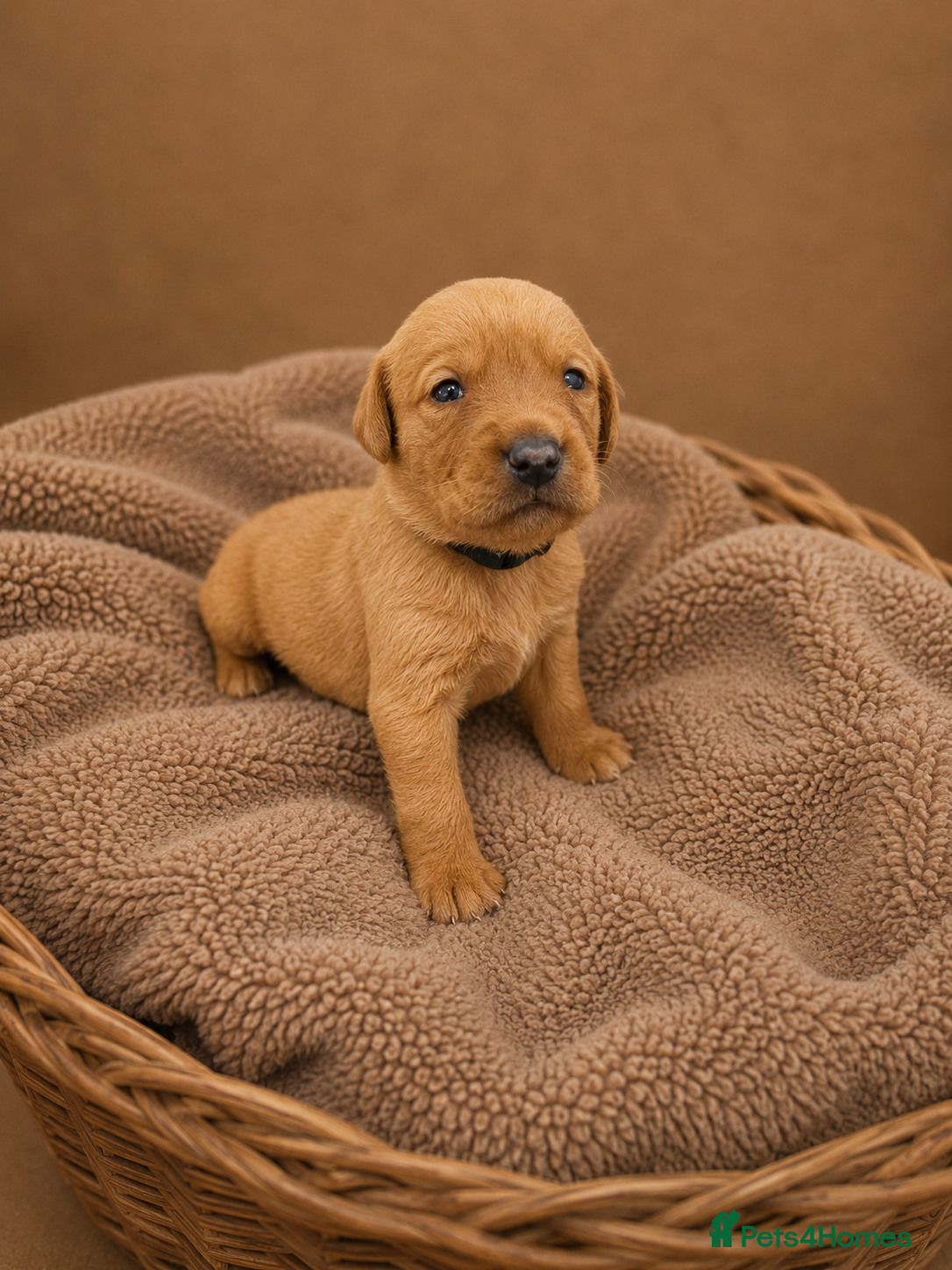 Labrador Retriever dogs Red/ Dark yellow Labrador retriever Puppies  - Advert 1