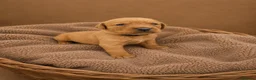 Labrador Retriever dogs for sale: Red/ Dark yellow Labrador retriever Puppies  - Advert 1