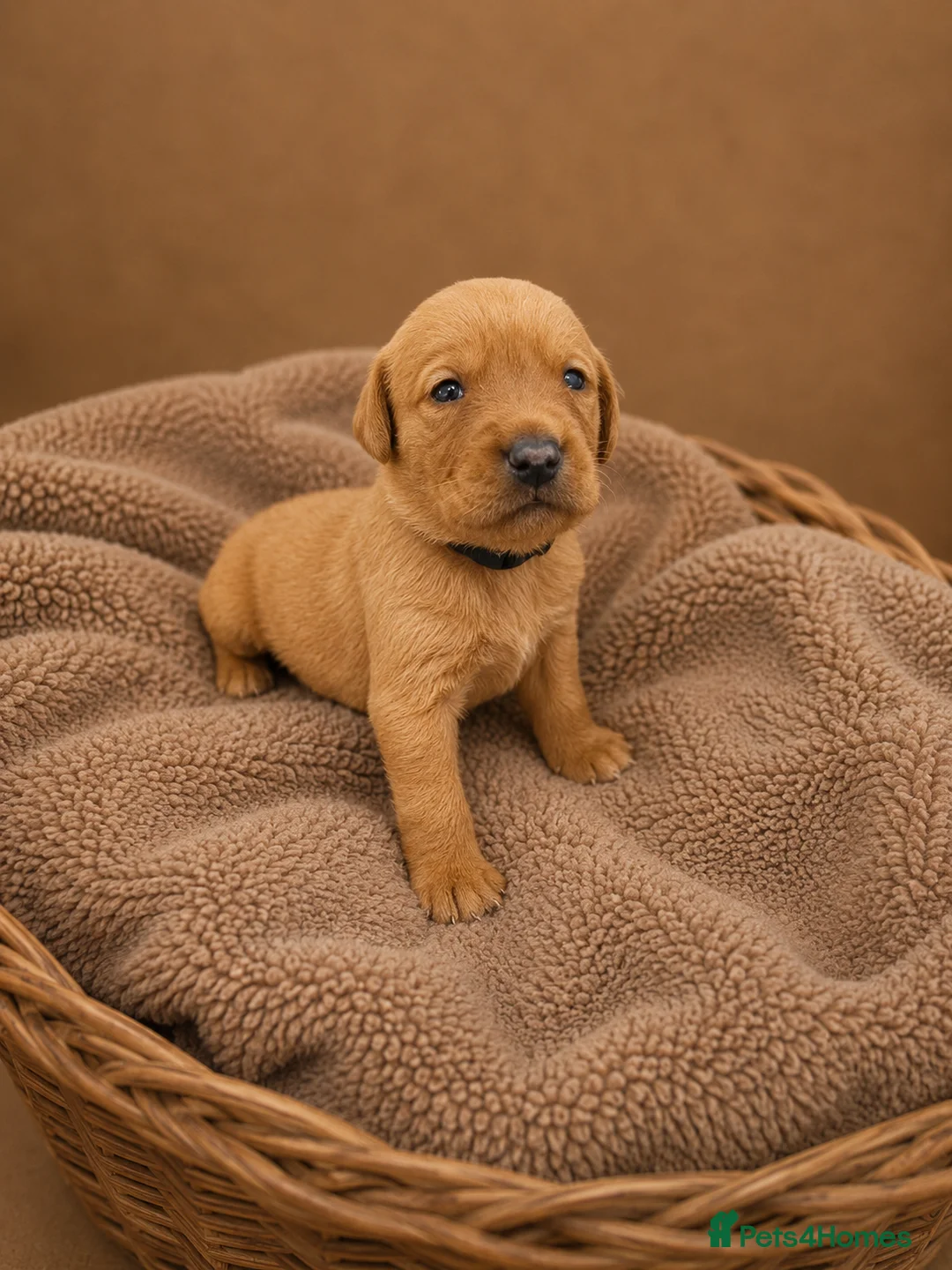 Labrador Retriever dogs for sale: Red/ Dark yellow Labrador retriever Puppies  - Advert 1