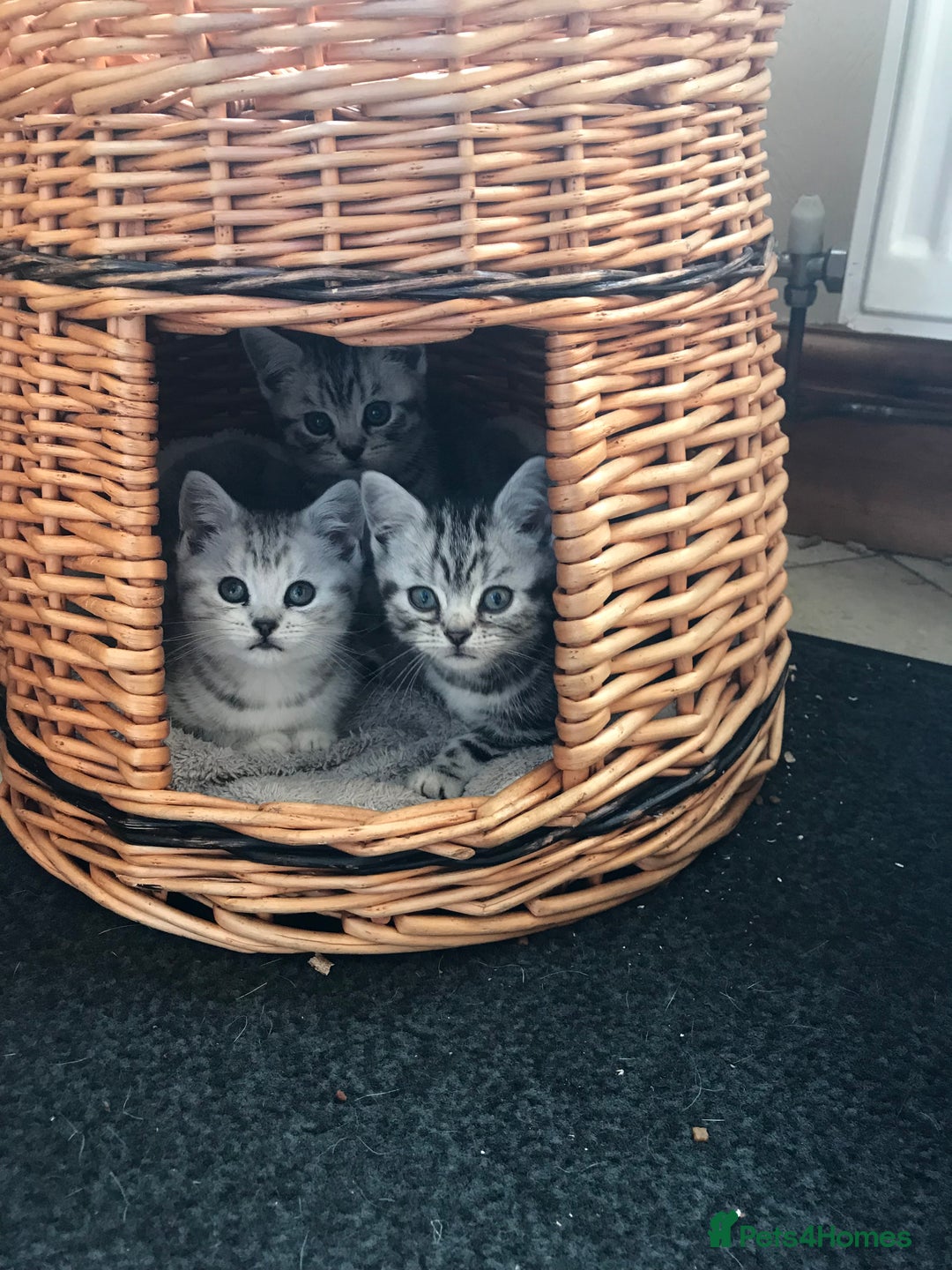 British Shorthair cats for sale: BSH stunning Silver Tabby kittens - Advert 16