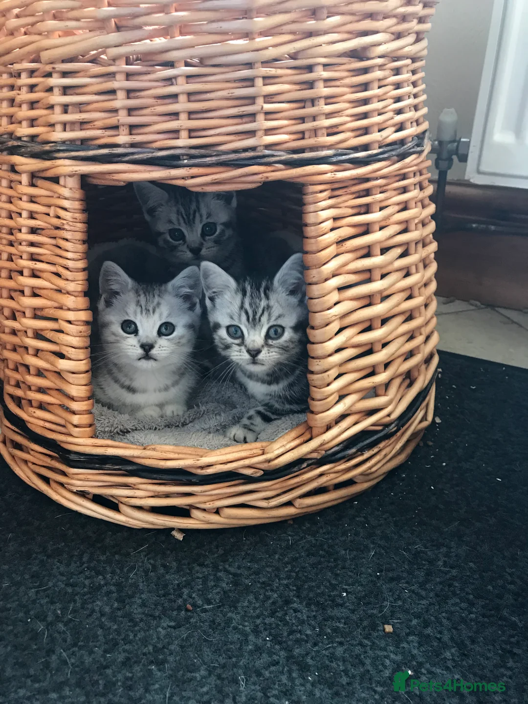 British Shorthair cats for sale: BSH stunning Silver Tabby kittens - Advert 17