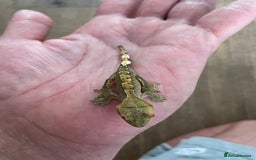 Gecko reptiles for sale: Crested Geckos Available  - Image 4