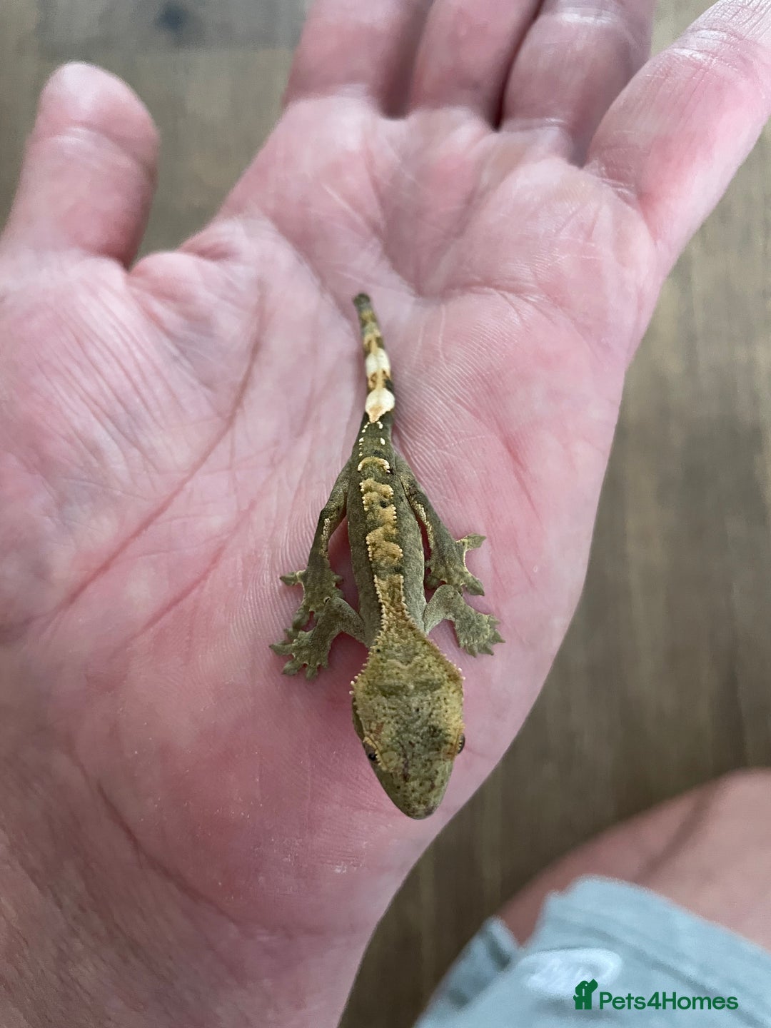 Gecko reptiles for sale: Crested Geckos Available  - Image 4