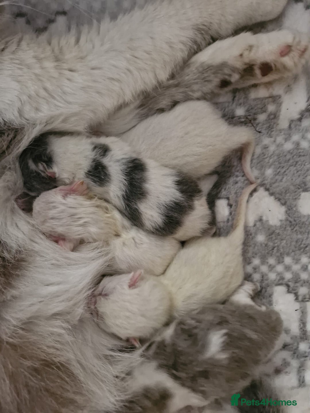 British Shorthair cats for sale: British shorthair  - Advert 2